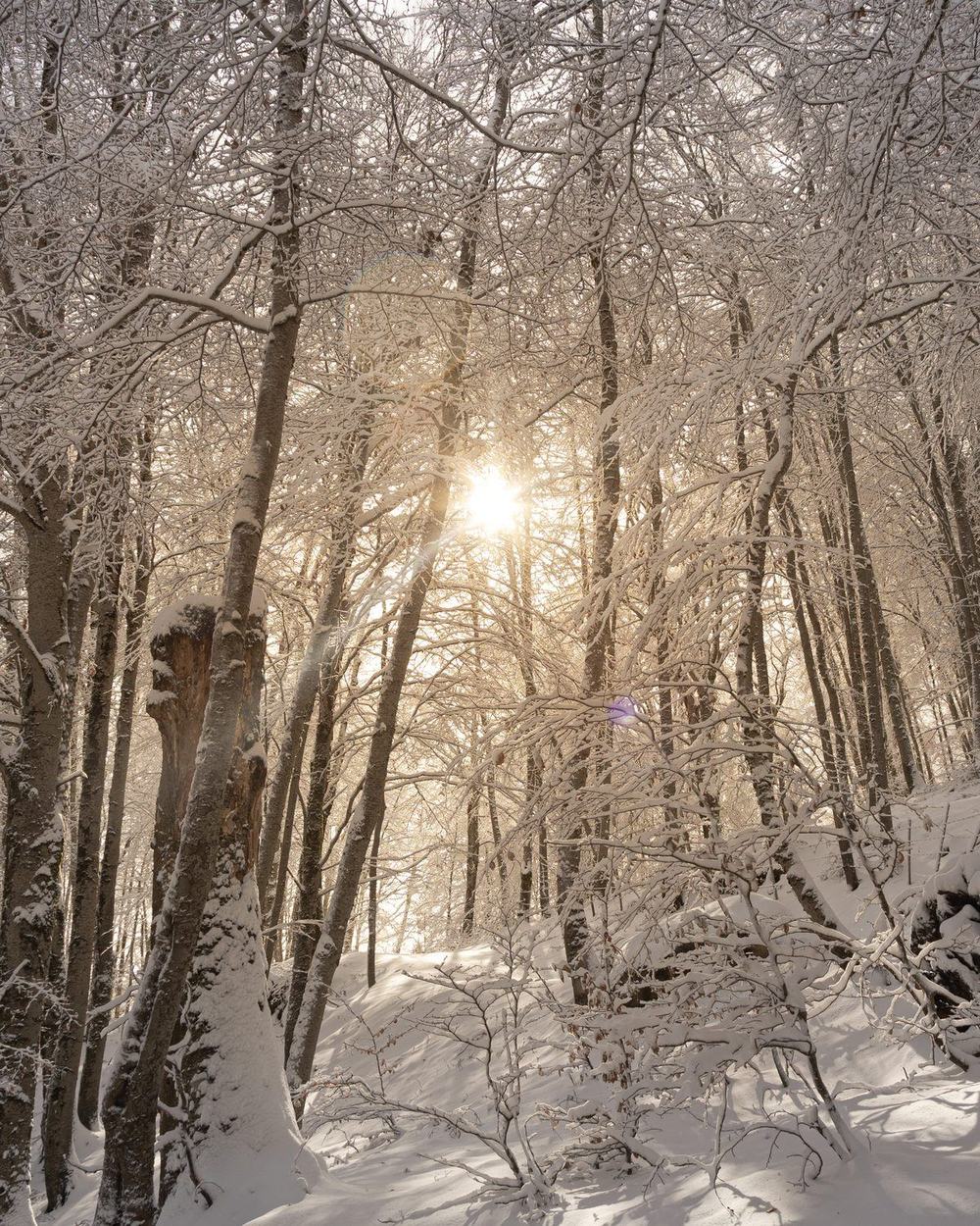 Il bosco della Sila sotto la neve, con il sole tra i rami