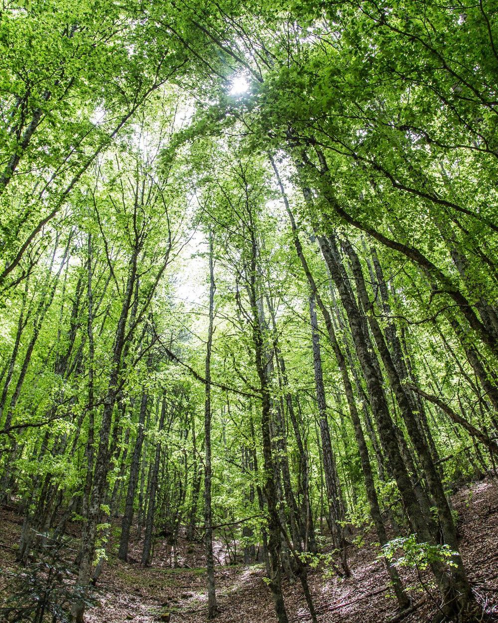 Una faggeta in primavera, con le foglie nuove controluce