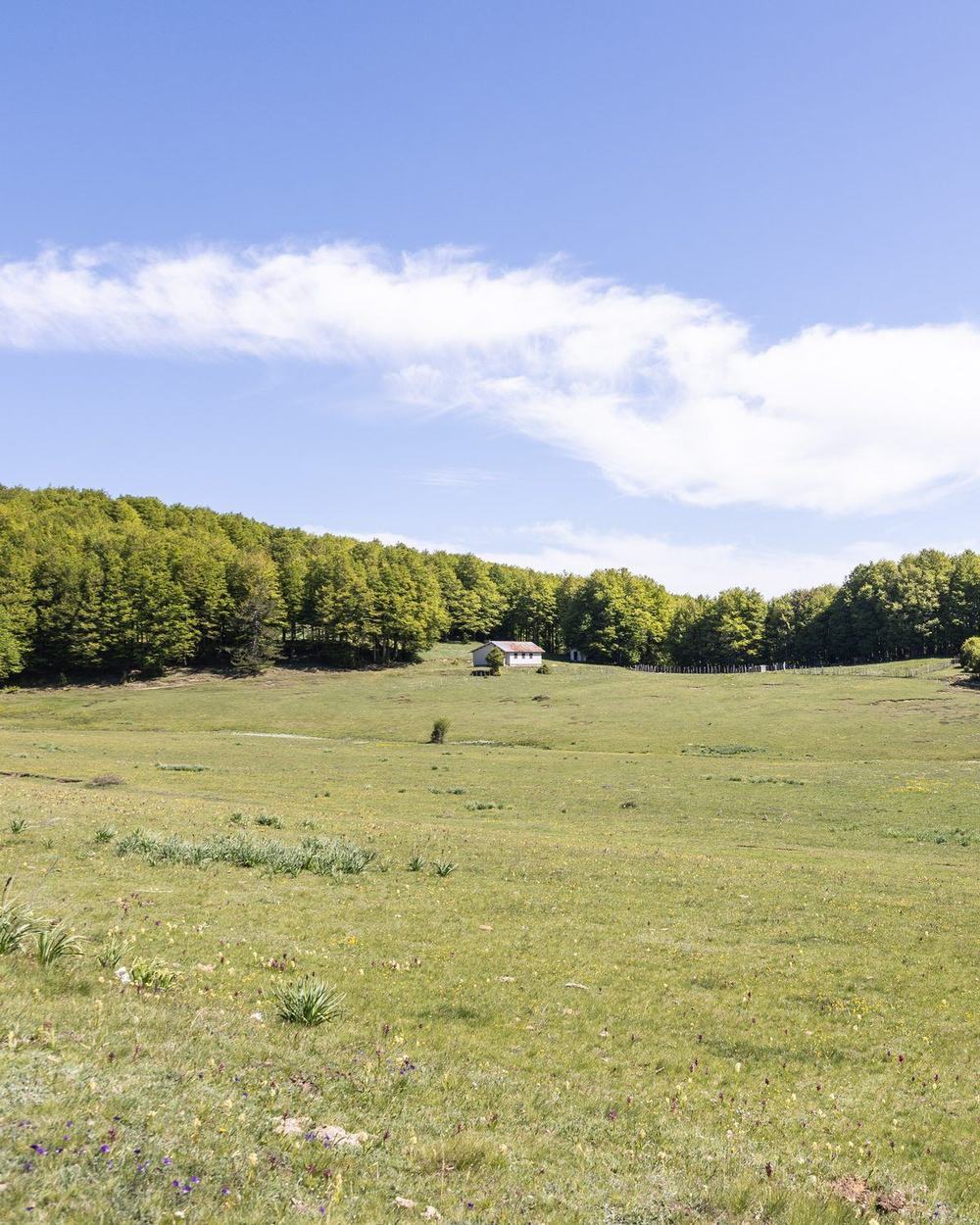 Un prato fiorito della Sila in primavera, con una casetta al limite del bosco